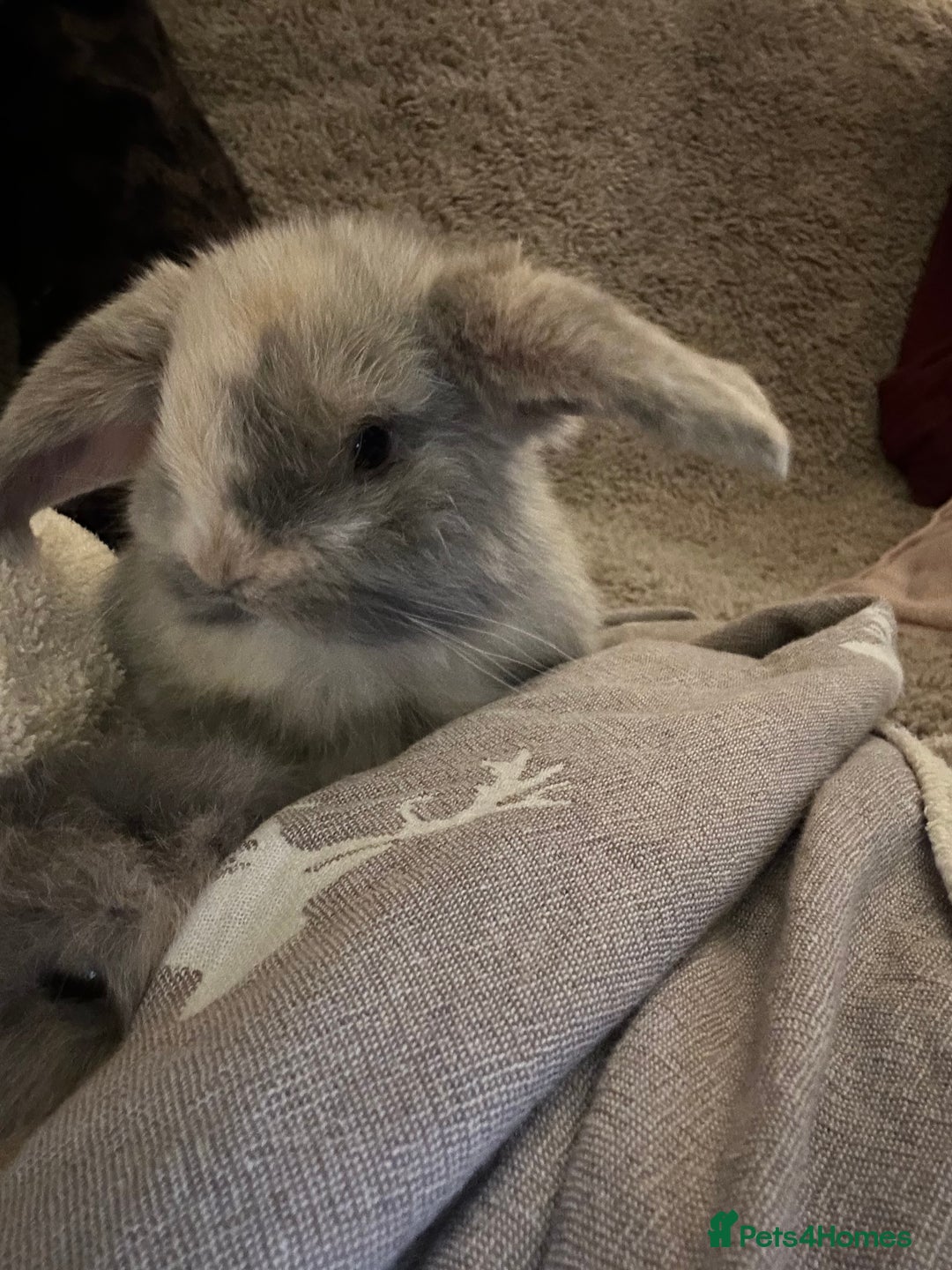 Mini Lop rabbits for sale: Two baby mini lops - Advert 2