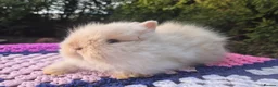 Angora rabbits for sale: 💓OUTSTANDING TEDDYDWERG, IMPORTED PARENTS💙  - Advert 14