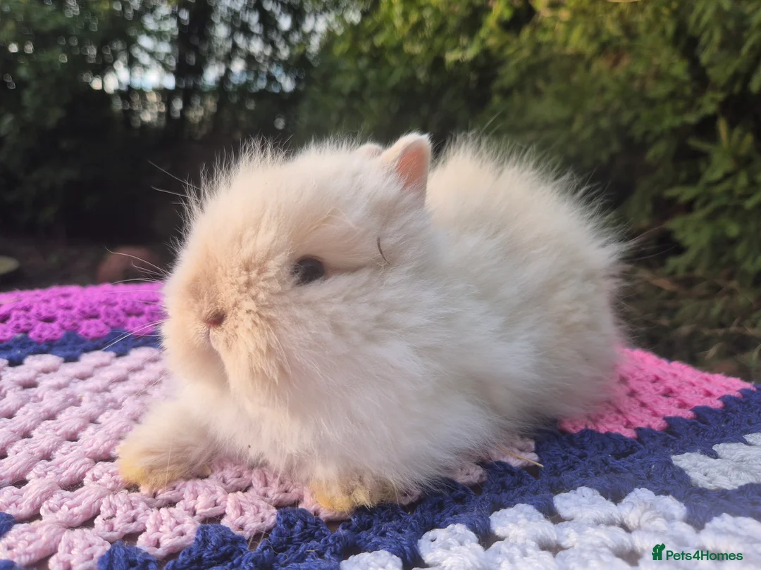 Angora rabbits for sale: 💓OUTSTANDING TEDDYDWERG, IMPORTED PARENTS💙  - Advert 14