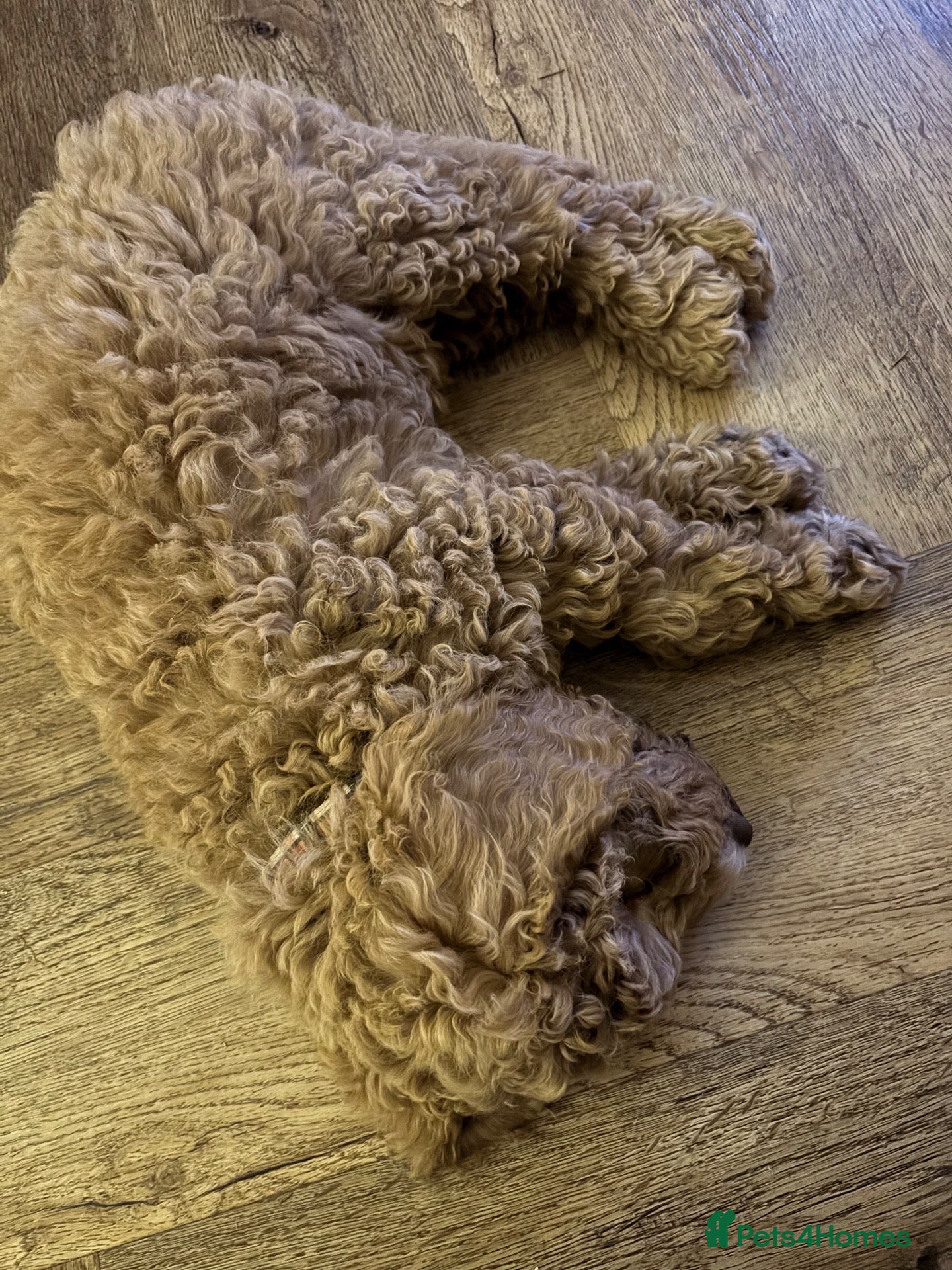 Cockapoo dogs Leicestershire Cockapoos Exten DNA&Genetic Tested  - Advert 2
