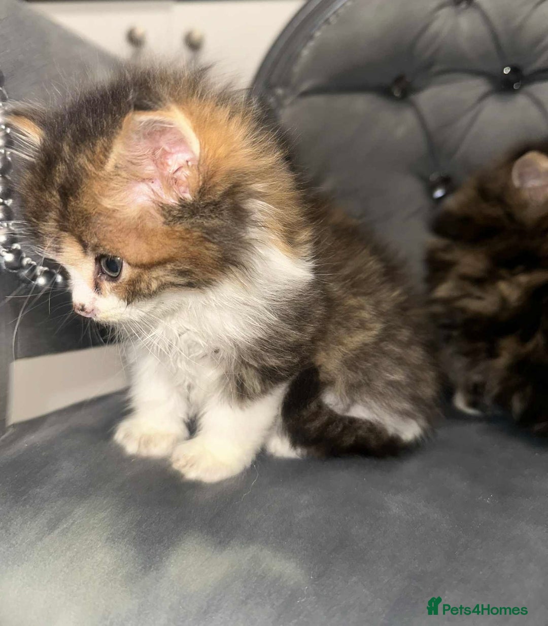 Siberian cats for sale: Kittens for sale bradford - Advert 23