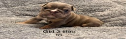 English Bulldog dogs for sale: QUALITY 5* ENGLISH BULLDOG PUPPIES - Advert 25