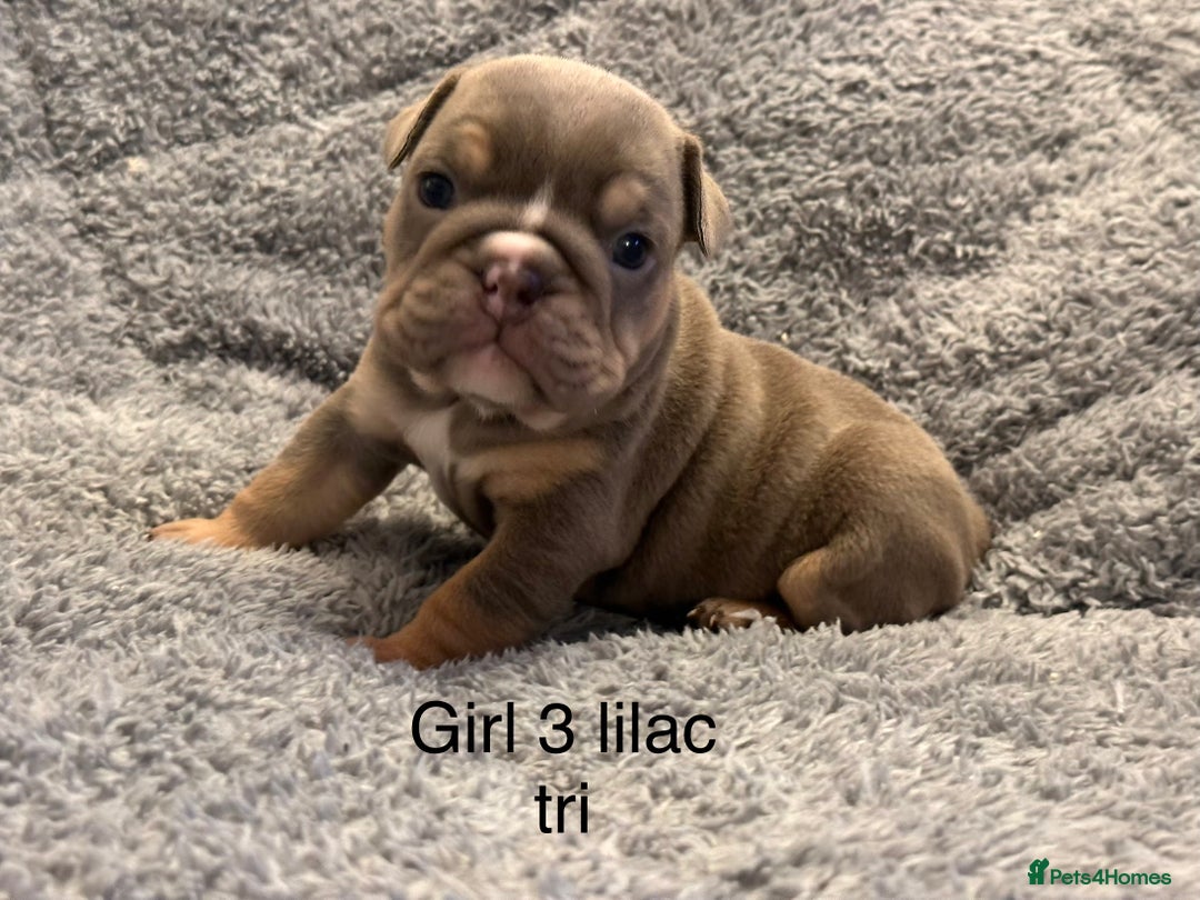 English Bulldog dogs for sale: QUALITY 5* ENGLISH BULLDOG PUPPIES - Advert 25