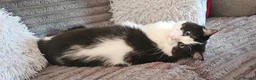 Ragdoll cats for sale: Very affectionate fur baby. in Margate - Advert 2