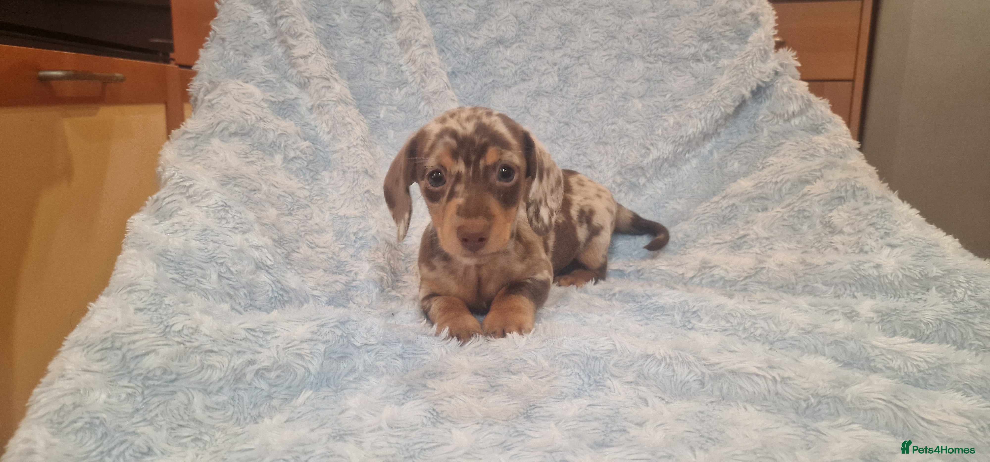 Miniature Dachshund dogs MINIATURE DACHSHUND READY TO LEAVE  - Advert 2