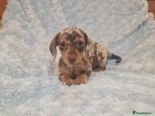 Miniature Dachshund dogs MINIATURE DACHSHUND READY TO LEAVE - Advert 2