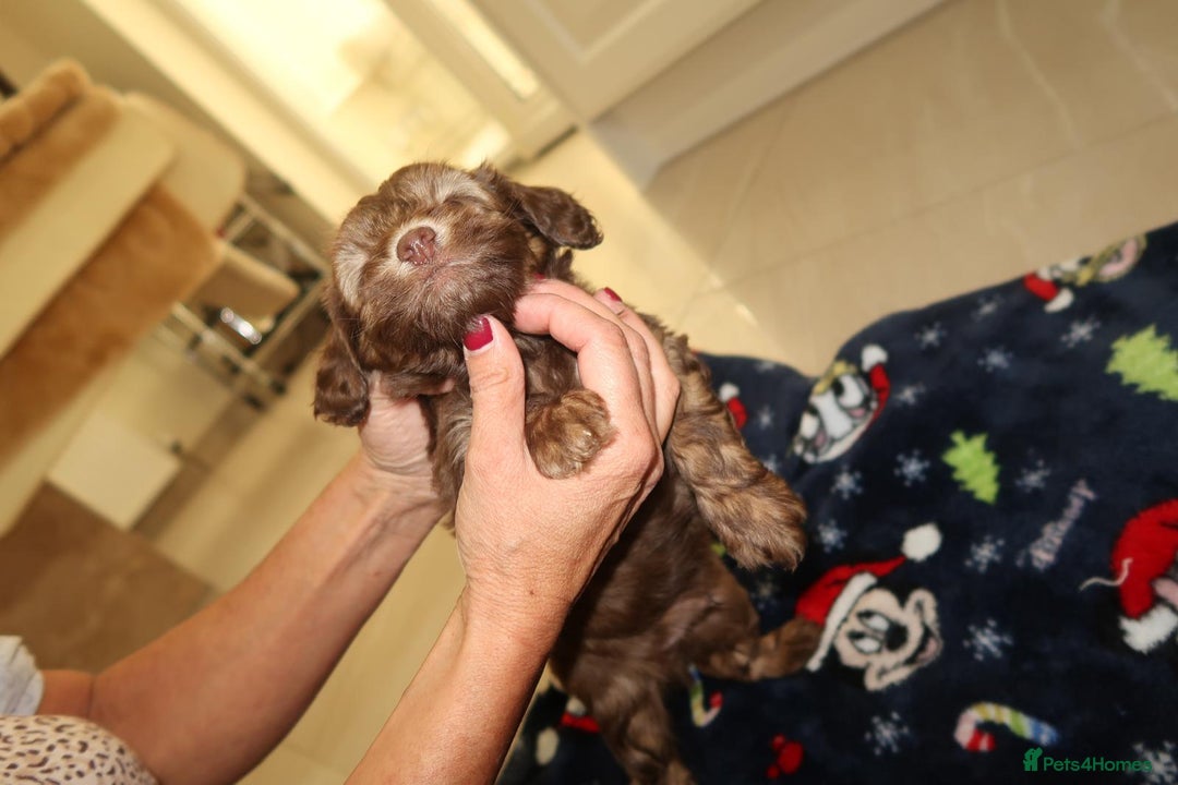 Cockapoo dogs for sale: Beautiful f1b Cockapoo puppy's   - Advert 25