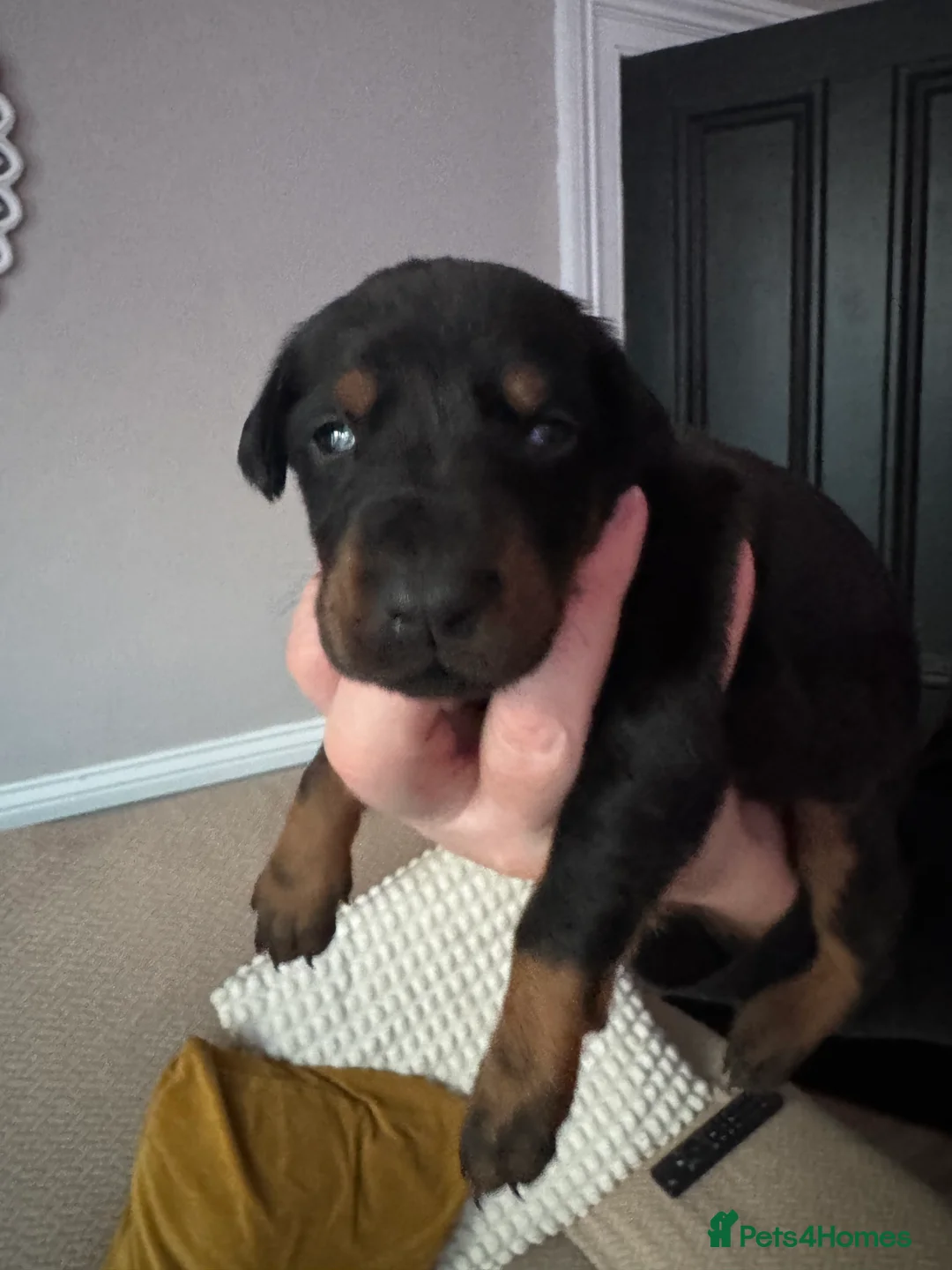 Dobermann dogs for sale: Beautiful Doberman puppies  - Advert 11