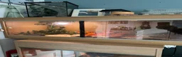 Gecko reptiles for sale: Leopard gecko - Advert 2
