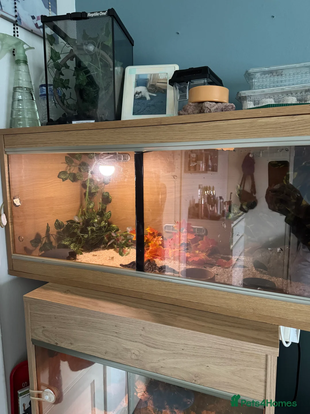 Gecko reptiles for sale: Leopard gecko - Advert 2