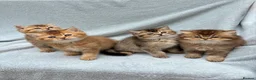 British Shorthair cats for sale: Pedigree golden kittens - black golden & chocolate - Advert 2