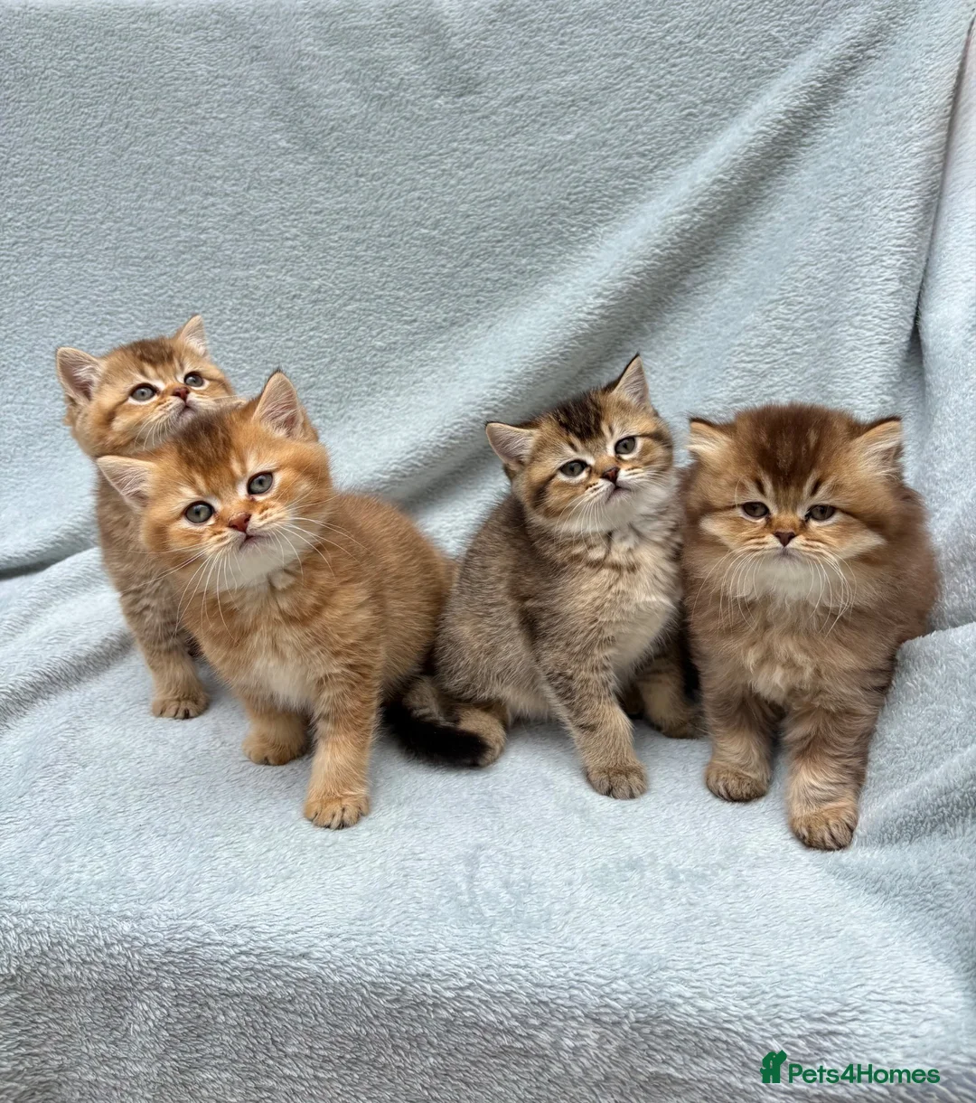 British Shorthair cats for sale: Pedigree golden kittens - black golden & chocolate - Advert 2