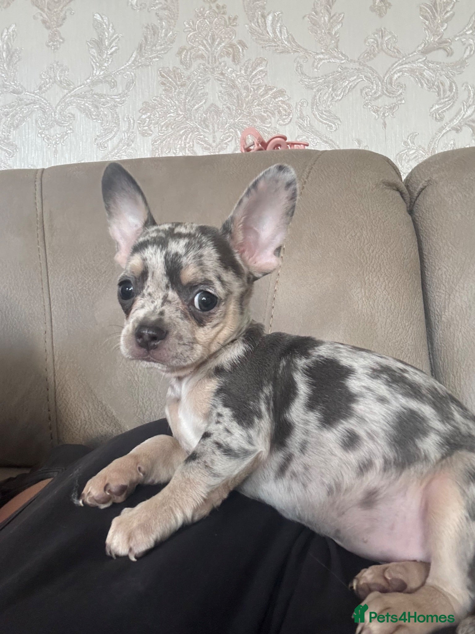 Mixed Breed dogs Chihuahua x puppies  - Advert 18