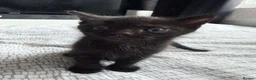 Mixed Breed cats for sale: Kitten available 1 girl and 1 male in Southampton - Advert 6