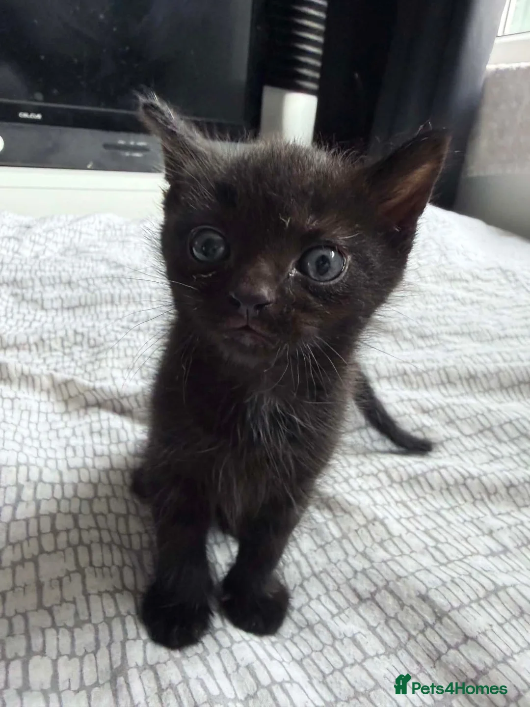 Mixed Breed cats for sale: Kitten available 1 girl and 1 male in Southampton - Advert 6