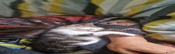 Mixed Breed cats for sale: Two gorgeous kittens looking for homes in Frome - Advert 8