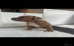 American Bully dogs for sale: Puppies American pocket bully - Image 11