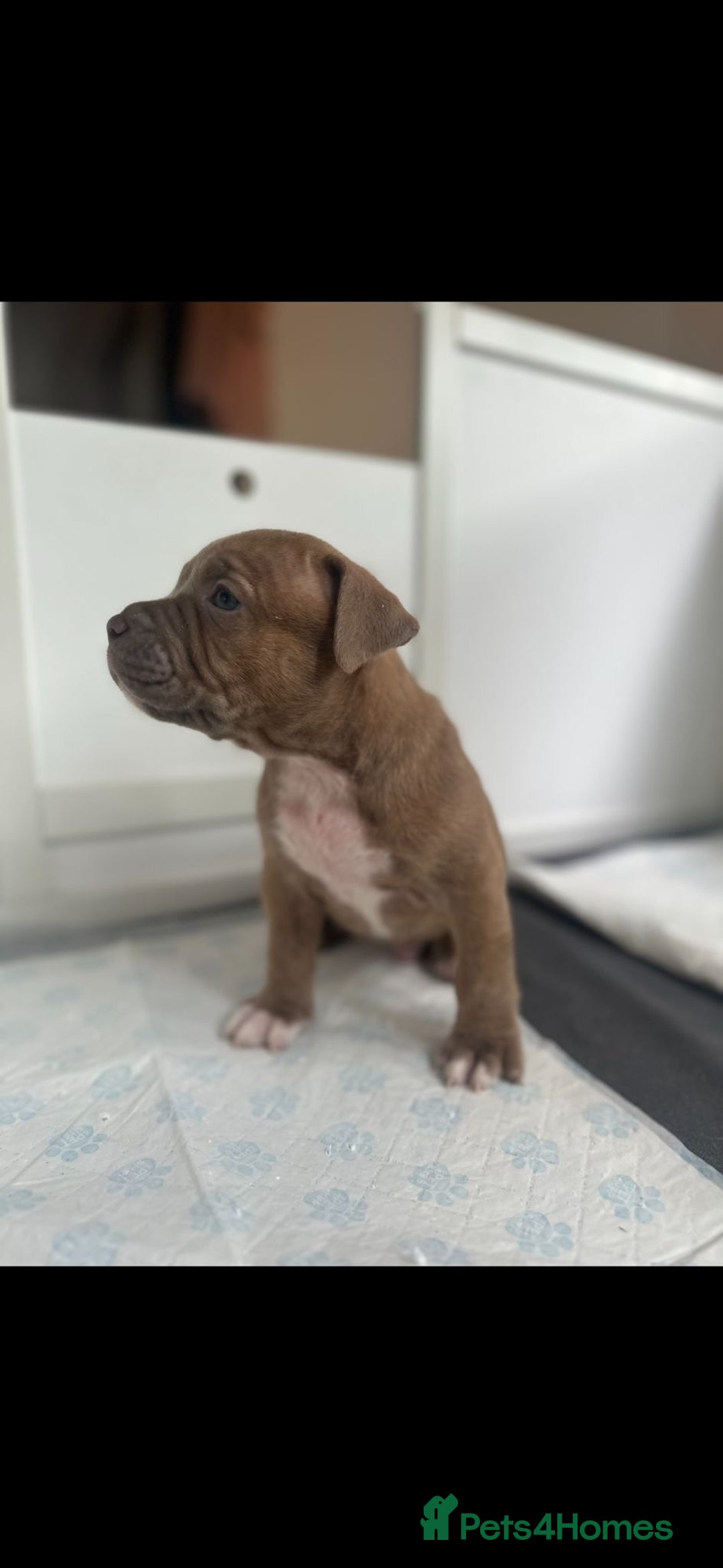 American Bully dogs for sale: Puppies American pocket bully - Image 11