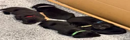 Labrador Retriever dogs for sale: KC Reg Black Labrador Puppies (£1600 Fixed Price) in Lydney - Advert 21