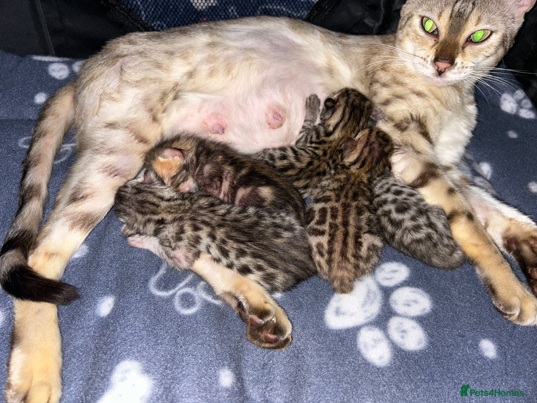 Bengal cats for sale: Bengal kittens - Image 2