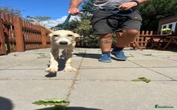 Mixed Breed dogs for adoption: Meatball - Norwich Norfolk  - Image 9