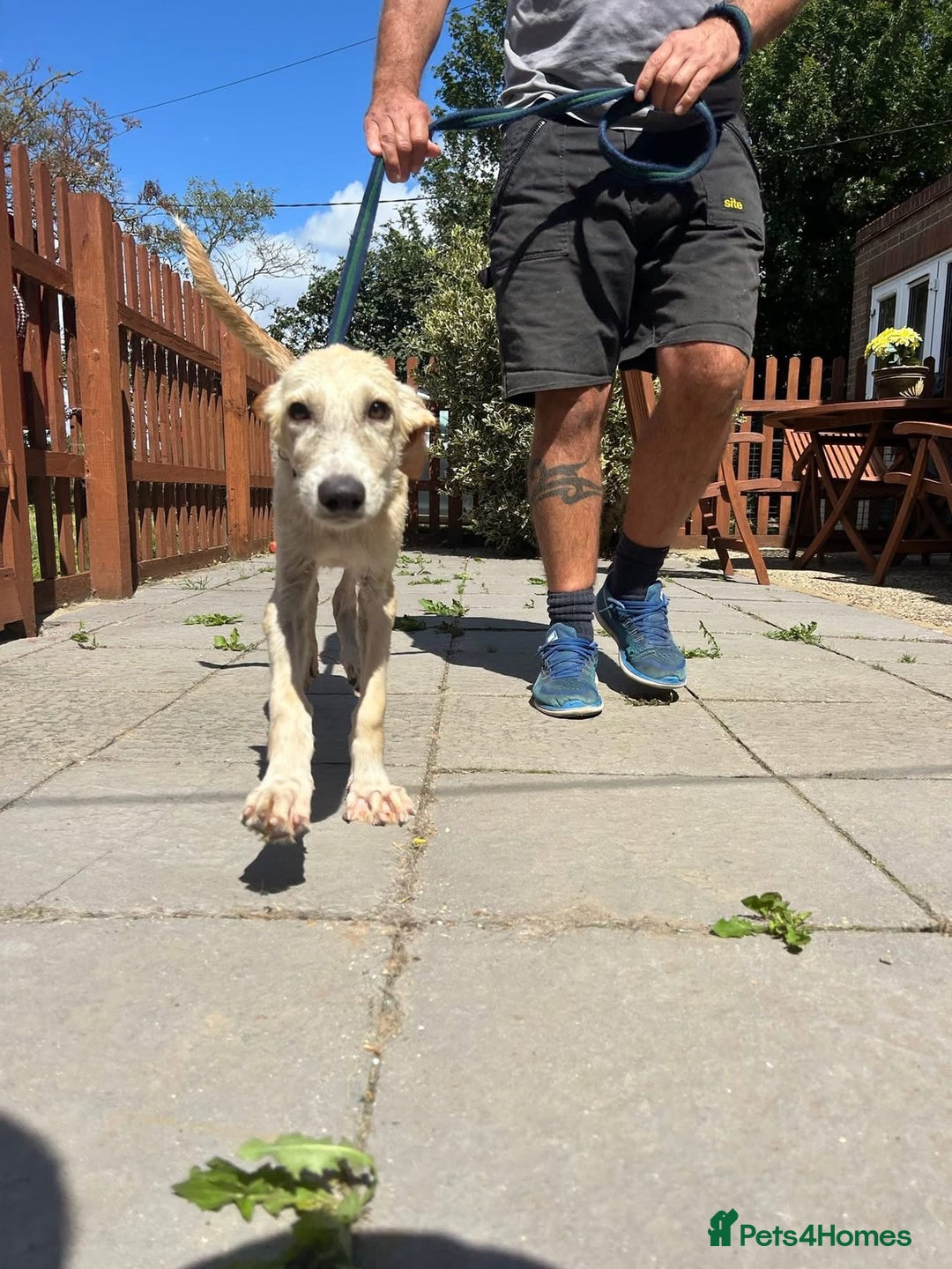 Mixed Breed dogs for adoption: Meatball - Norwich Norfolk  - Image 9