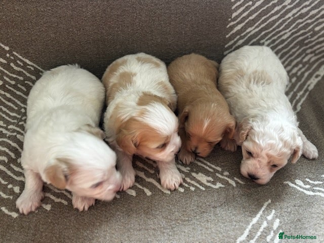 Maltipoo dogs 🐶 prestiage maltipoo puppies 🐶 - Advert 2