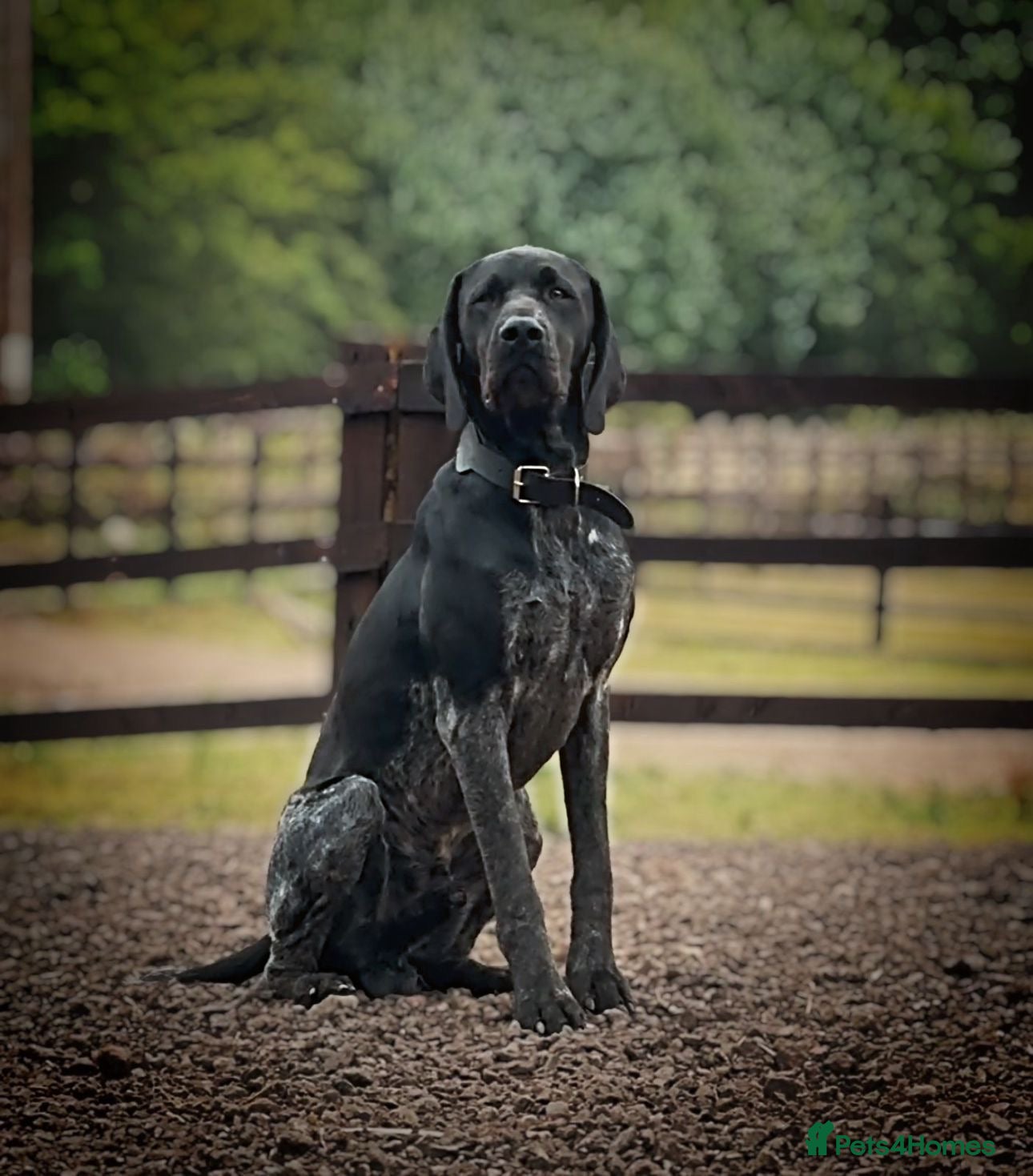 German Shorthaired Pointer dogs Top Class KC GSP STUD (SHOW LINES)(proven)(CRUFTS) - Advert 1