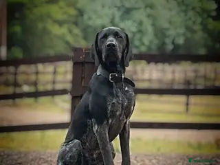 German Shorthaired Pointer dogs Top Class KC GSP STUD (SHOW LINES)(proven)(CRUFTS) - Advert 12