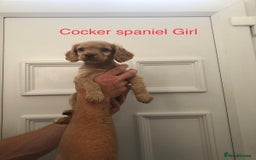 Cockapoo dogs for sale: cocker Spaniel puppies  - Image 8