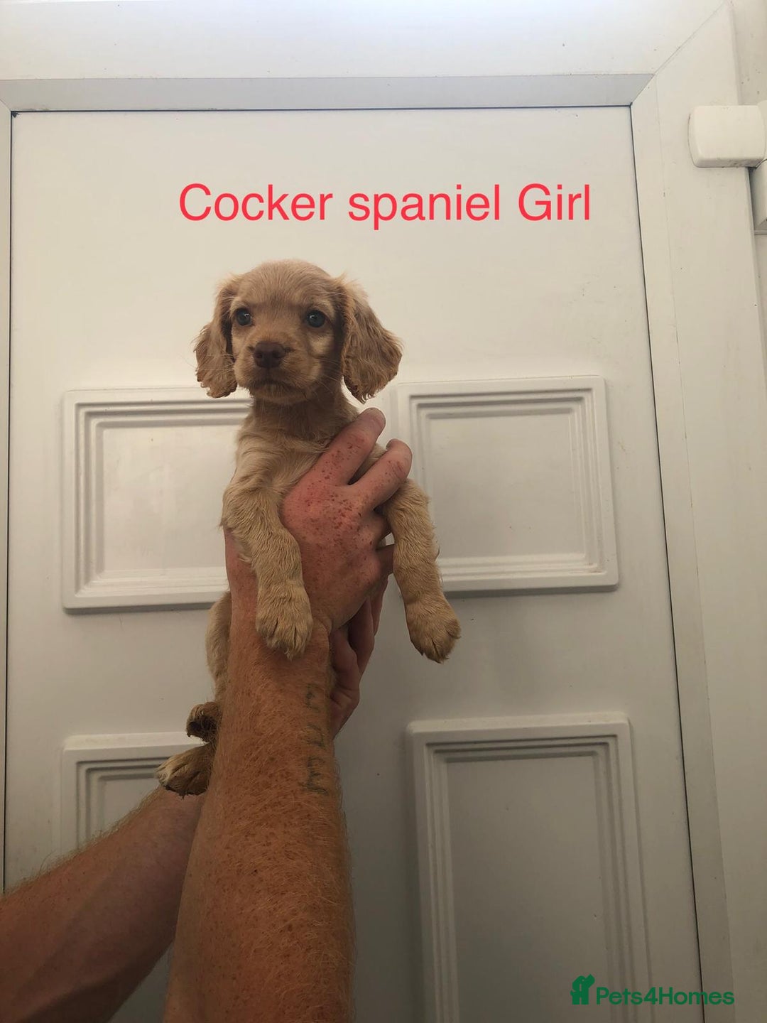 Cockapoo dogs for sale: cocker Spaniel puppies  - Image 8