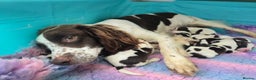 English Springer Spaniel dogs for sale: KC clear DNA vax vetted Springer Pups - Advert 7