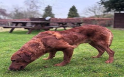 Labrador Retriever dogs for stud: FULLY HEALTH TESTED DARK RED STUD in Tadcaster - Image 10