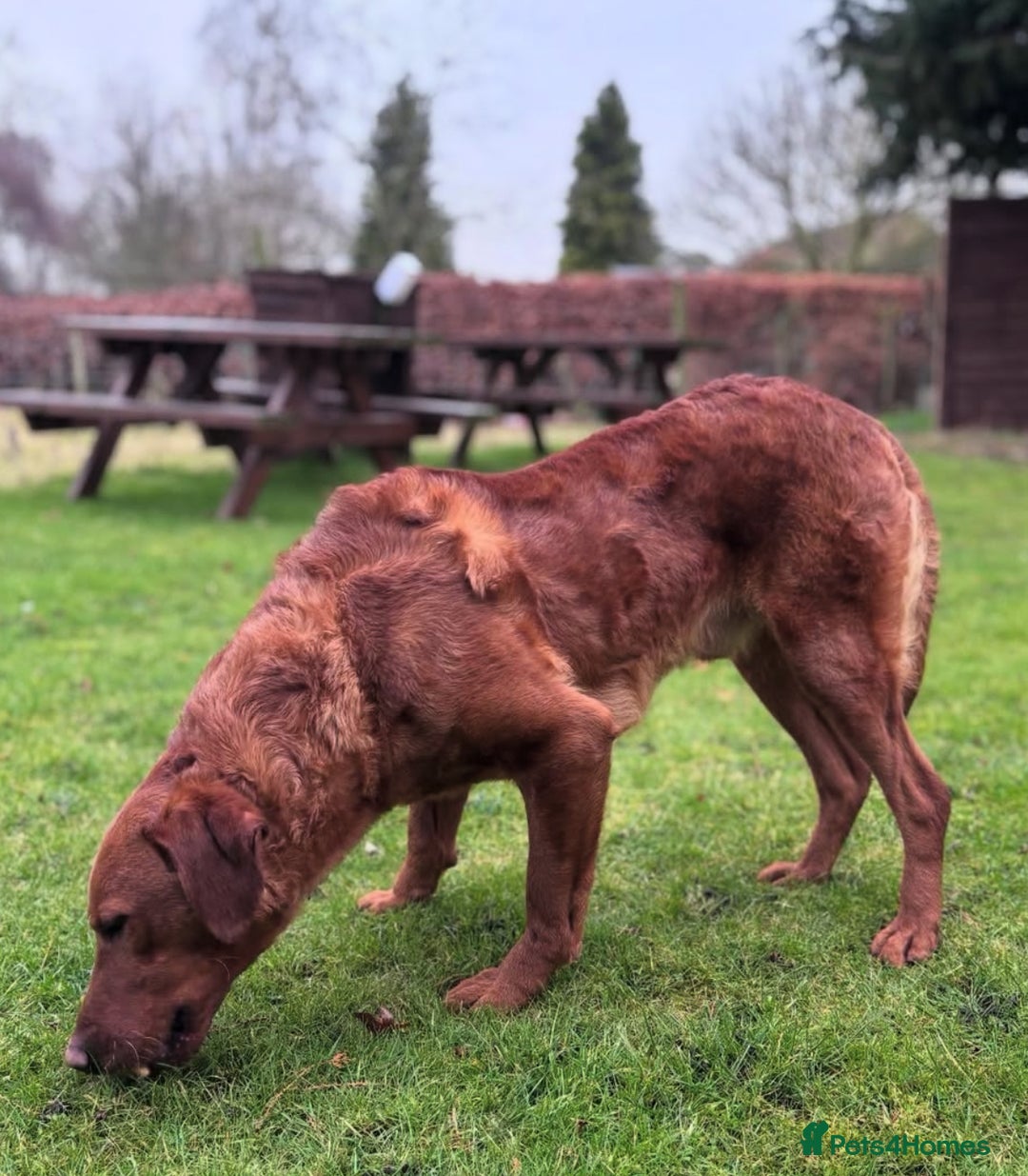 Labrador Retriever dogs for stud: FULLY HEALTH TESTED DARK RED STUD in Tadcaster - Image 10