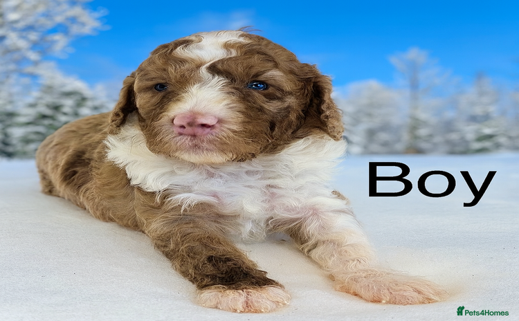 Cockapoo dogs - Advert 13