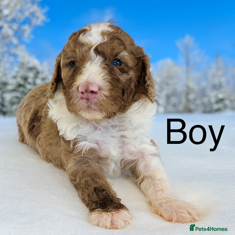 Cockapoo dogs - Advert 13