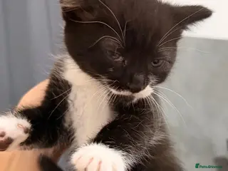 Mixed Breed cats Baby kittens - Advert 1