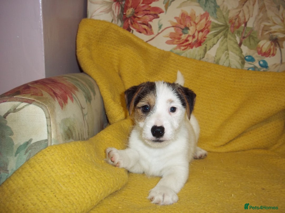 Jack Russell dogs for sale: Jack Russell pure bred Puppies for Sale - Advert 4
