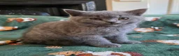 British Shorthair cats for sale: Beautiful British Shorthair kittens - Advert 7