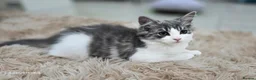 Norwegian Forest Cat cats for sale: Norwegian forest kitten - Advert 8