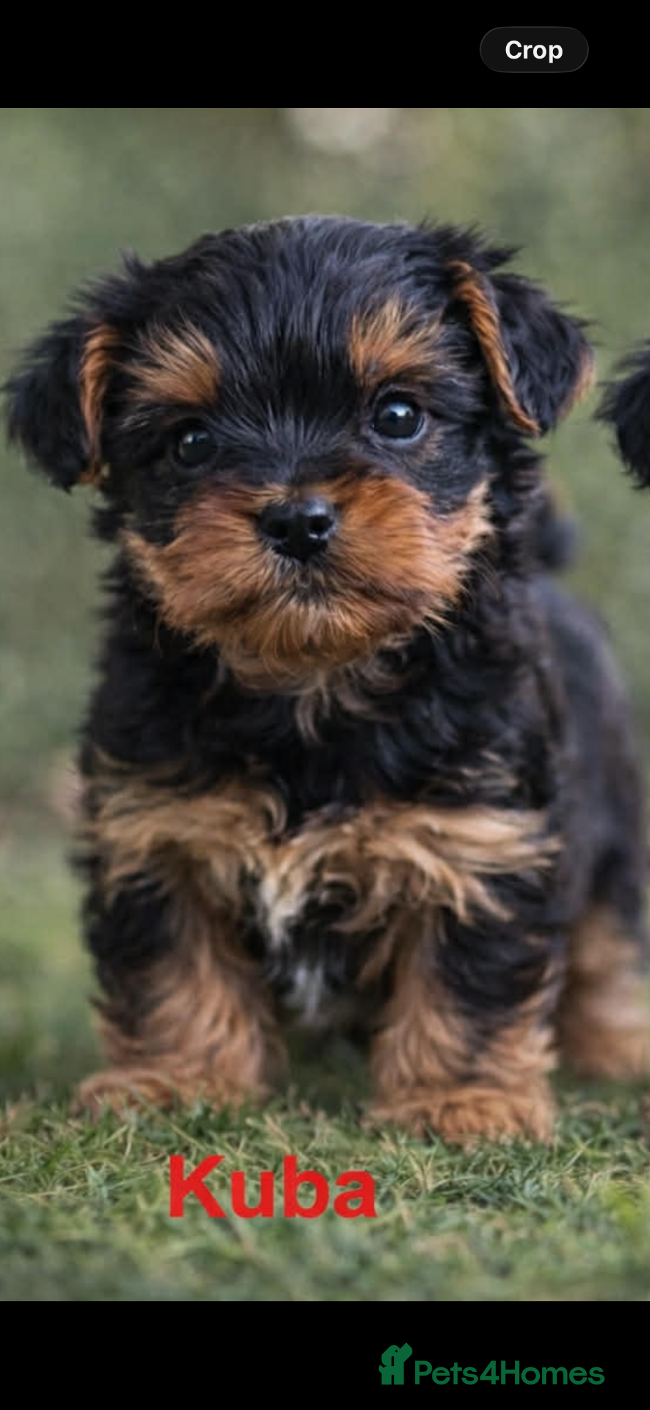 Yorkshire Terrier dogs Only 1 BOY(Kuba) still available  - Advert 8