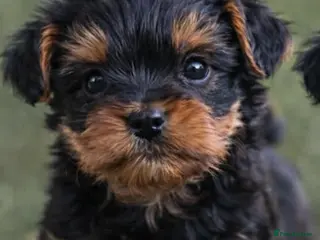 Yorkshire Terrier dogs Only 1 BOY(Kuba) still available - Advert 8