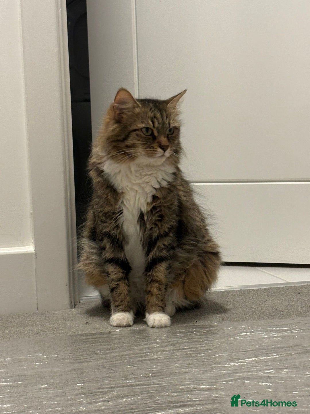 Mixed Breed cats for sale: Kittens ready for a new home  - Image 8