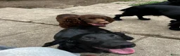Cocker Spaniel dogs for sale: Cocker spaniel  in Newton Abbot - Advert 9