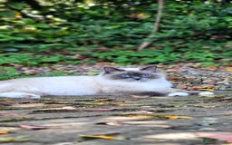 Ragdoll cats for sale: Female Ragdoll Cat - Advert 1