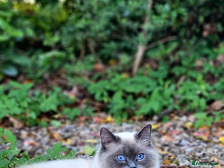 Ragdoll cats Female Ragdoll Cat - Advert 2