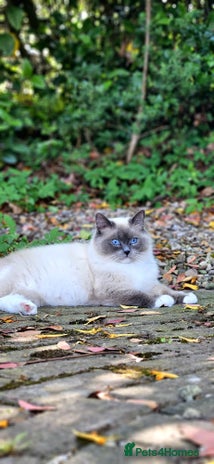 Ragdoll cats Female Ragdoll Cat - Advert 1