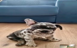French Bulldog dogs for sale: beautiful frenchies - Image 30