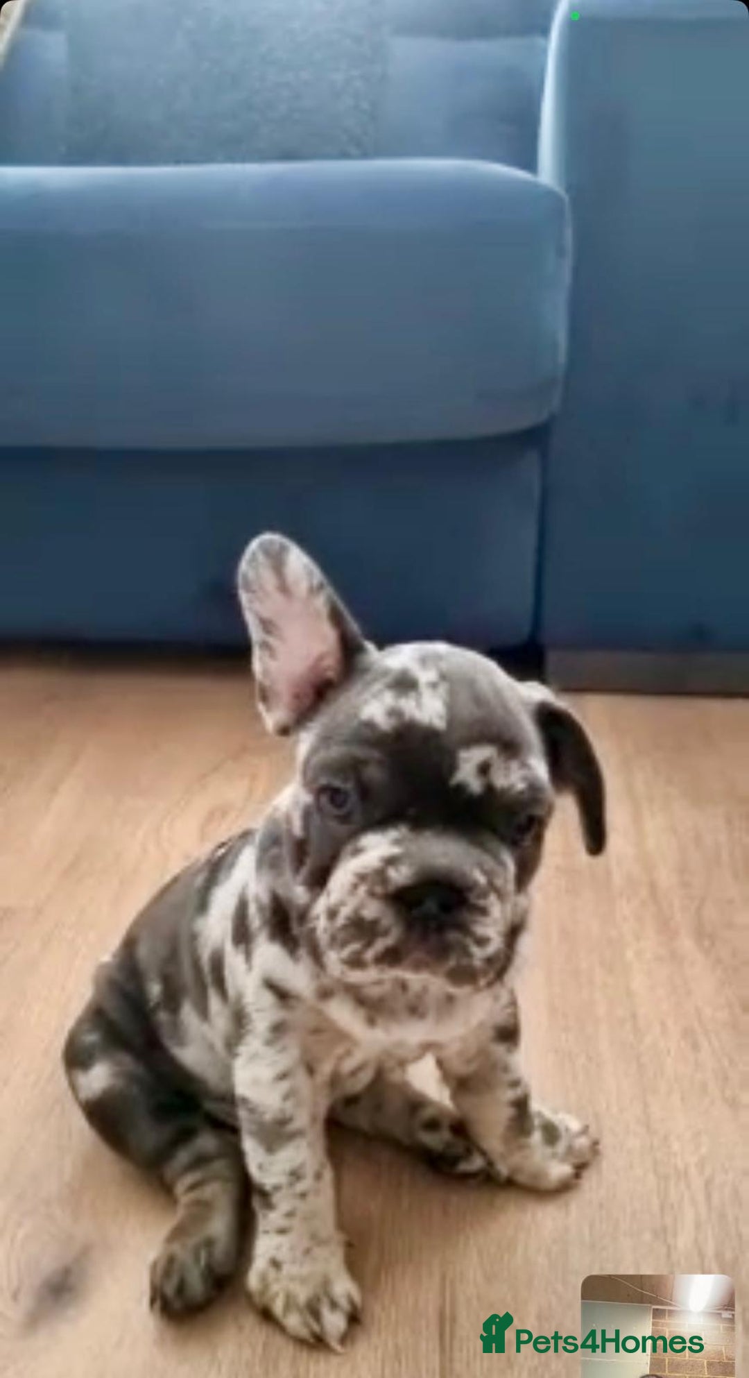 French Bulldog dogs for sale: beautiful frenchies - Image 30
