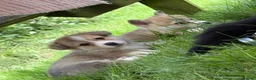 Welsh Corgi Pembroke dogs for sale: Outstanding Welsh Pembrokeshire Corgis  - Advert 3